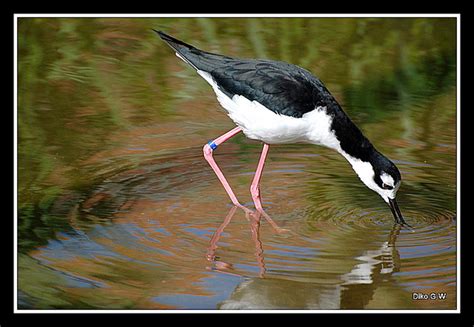 Black Winged Stilt Pensthorpe Norlfolk Diko Gw Flickr