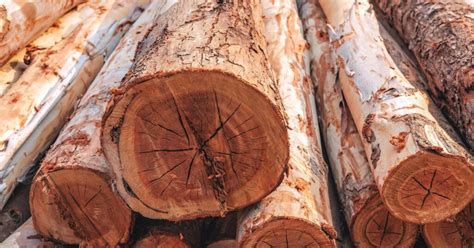 Eucalyptus Trees The Versatile Timber Resource