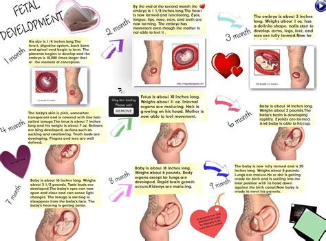 Best Images About Fetal Development On Pinterest Births Lungs And At Embarazo