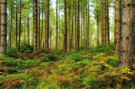 Coniferous Forest In Autumn Broadleaf Evergreen Forest Conifer Forest