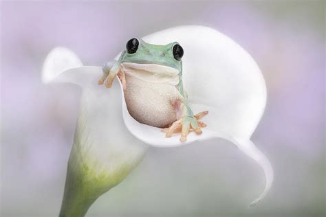 Whites Tree Frog On A White Lily Photograph By Linda D Lester Pixels