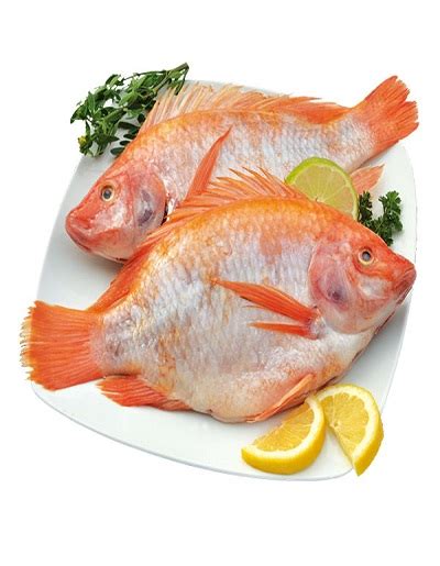 Tilapia Fish Buy Fresh Tilapia तिलापिया Fish Online Fresh Protino