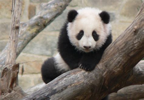 Cute Baby Panda Pandas Photo 10480461 Fanpop