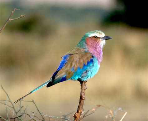 Most Beautiful Bird Trips Kenya Beautifulnow