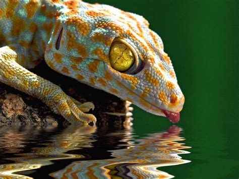 Gecko Wallpapers Top Free Gecko Backgrounds Wallpaperaccess