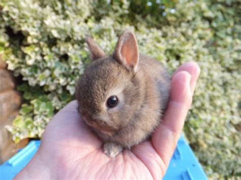 Rabbit Apartment Rabbithouses Baby Rabbits For Sale Dwarf Baby