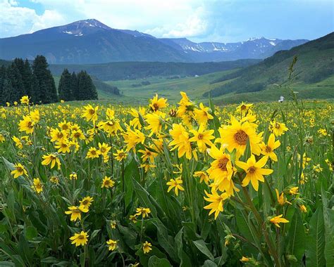 Rocky Mountain Wildflowers Tagged Rocky Mountain