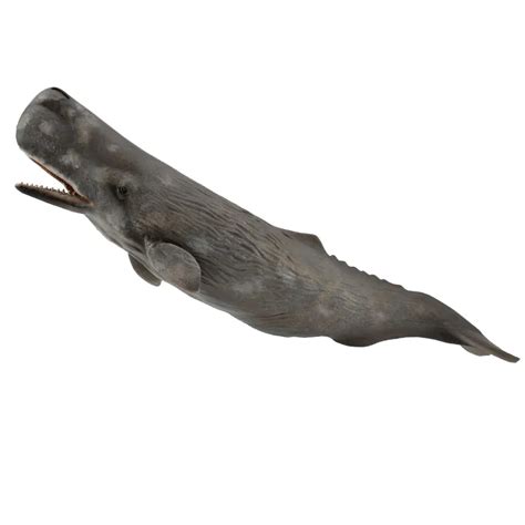 Collecta Sperm Whale Animal Kingdoms Toy Store
