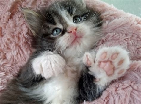 ‘truly Gorgeous Kitten Born With Four Extra Toes Express And Star