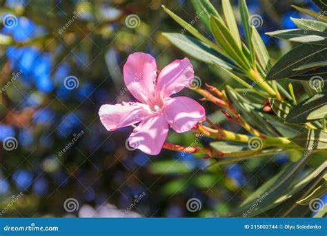 Blooming Pink Nerium Oleander In Garden Stock Photo Image Of Blossom