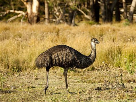 Nature And Wildlife Melbourne Victoria Australia