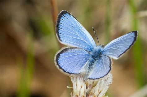 Karner Blue Butterfly Butterfly Habitat And Management Information Landpks