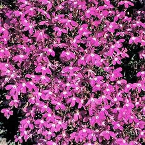 200 Magenta Pink Lobelia Regatta Lobelia Erinus Flower Seeds Etsy