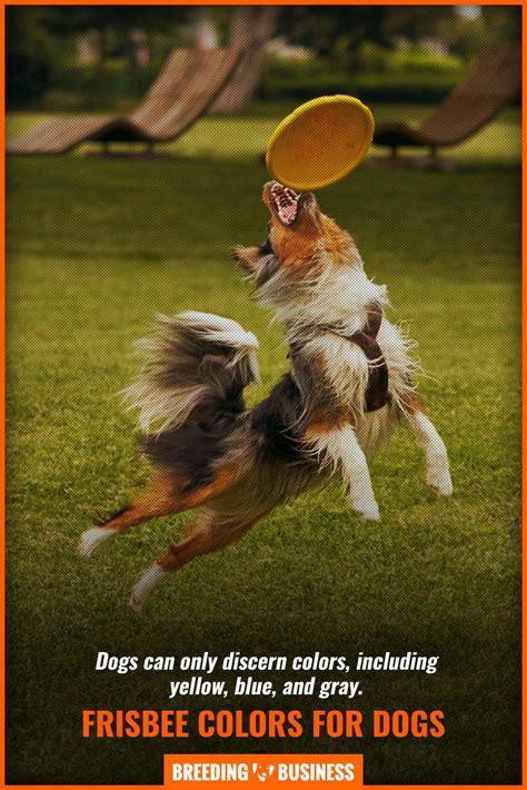 12 Best Frisbees For Dogs Precautions Types Reviews And Faq