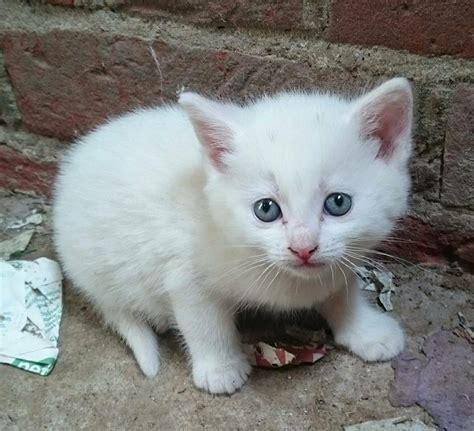 In the mean time if you would like to learn more about adoption checkout our. White kittens for sale ready soon | in Norwich, Norfolk ...