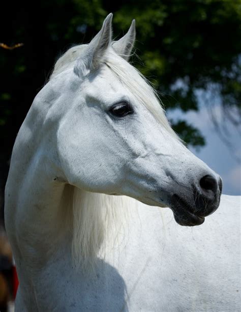 Head Of Arabian Horse Stock Photo Image Of Pasture 42716624