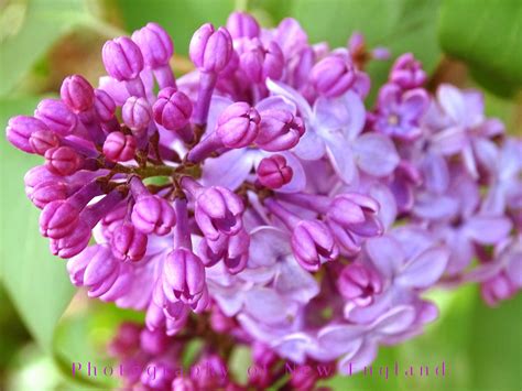 Lilacs Nature Photography Photography Lilac