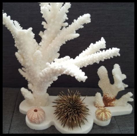 White Corals With Sea Urchin Composition On Plasterwork Catawiki