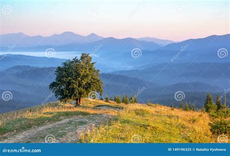 Lonely Tree On The Top Of A Hill Against The Background Of Mountain