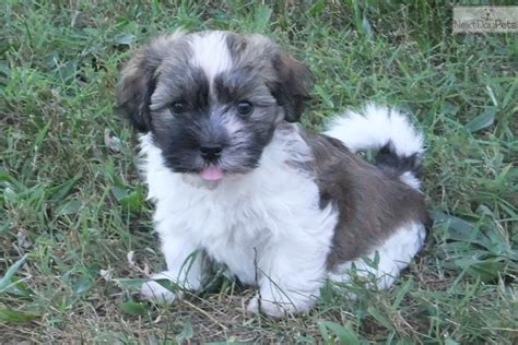 Located just outside of raleigh, nc, we are committed to breeding healthy, happy, show quality akc havanese. Havanese Puppies Nc For Sale - Pets Ideas