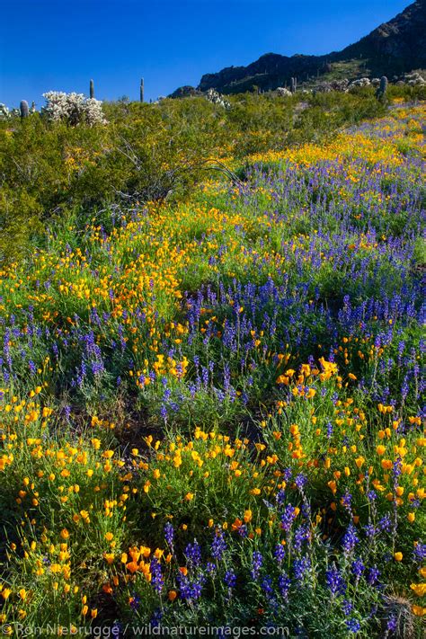 Arizona Wildflowers Photos By Ron Niebrugge