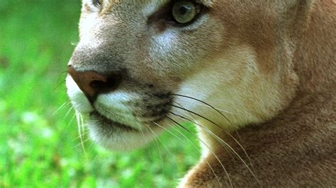 Young Cougar Sighting Prompts Alert In Northwest Bend Neighborhood