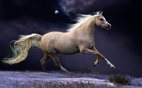 Horses Running Wallpapers Top Free Horses Running Backgrounds