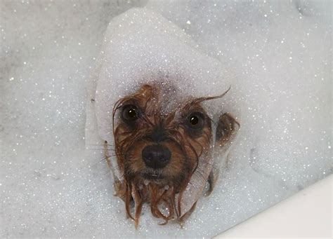 Dog In Bubble Bath Itchy Dog Solutions