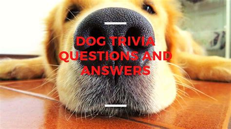 10 Dog Trivia Questions And Answers That You Probably Didnt Know