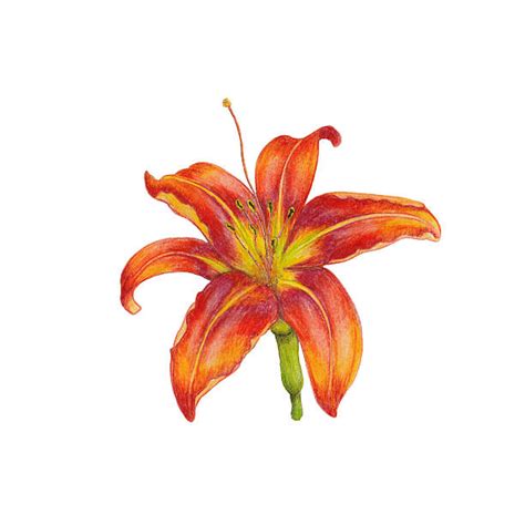 Tiger Lily Clip Art Vector Images And Illustrations Istock