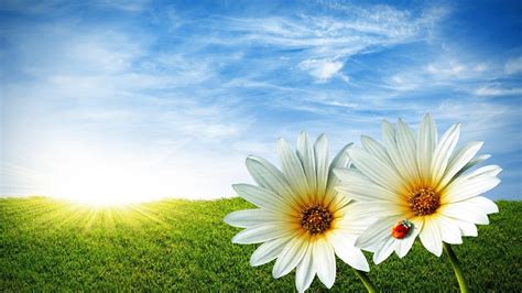 White Flowers With Sun Beautiful Summer Season Hd Free