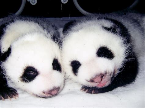Panda Pandas Baer Bears Baby Cute 57 Wallpapers Hd Desktop And