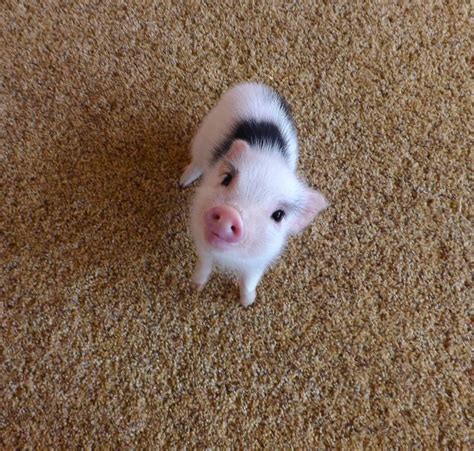 Cute Baby Girl Piglet From Az Mini Micro Pigs Cute Little Animals