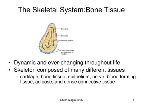 Ppt The Skeletal Systembone Tissue Powerpoint Presentation Free