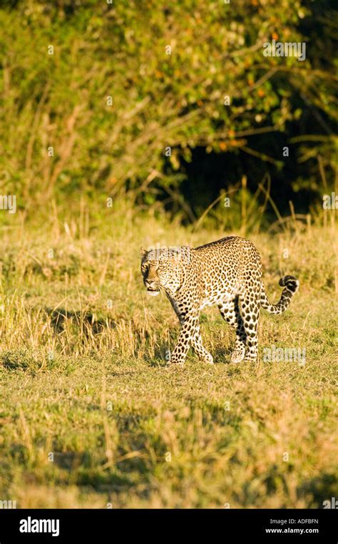 Leopard Panthera Pardus Stock Photo Alamy
