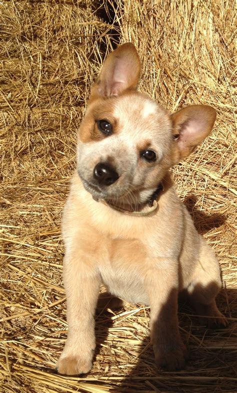 Brown Heeler Chihuahua Mix Pets Lovers