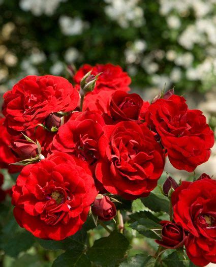 Jp Europeana Rosemary Rose Velvety Dark Red Floribunda Roses