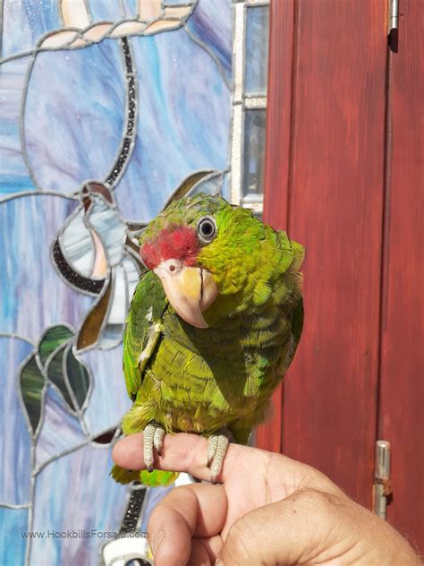 Mexican Red Head Amazon Parrots For Sale
