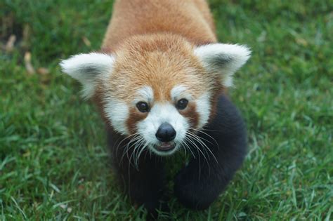 Red pandas are arboreal (they spend most of their time in trees) mammals. New Children's Zoo Invites Kids To Play Like The Animals ...