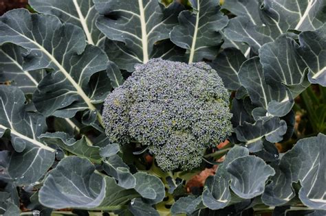 How To Grow Broccolini The Best Way Krostrade