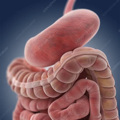 Stomach And Intestines Artwork Stock Image C0131364 Science