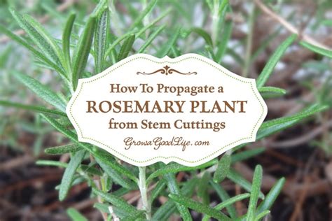 How To Propagate A Rosemary Plant From Stem Cuttings