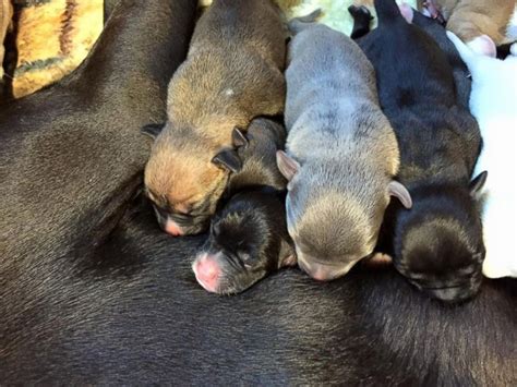 Check spelling or type a new query. Shelter Dog Gives Birth to 16 Puppies on Mother's Day - ABC News