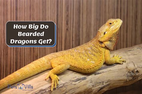 How Big Do Bearded Dragons Get Lovely Photos And Size Chart