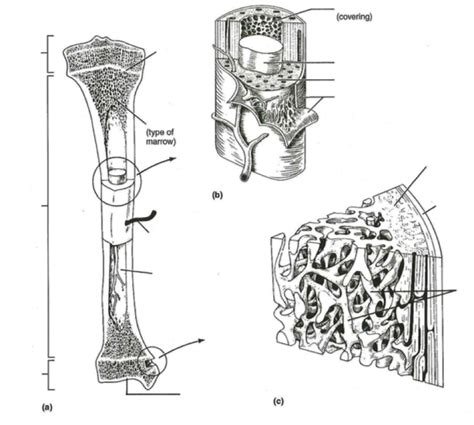 Typical Long Bone Anatomy Diagram Quizlet