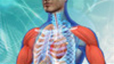 Animated Essential Atlas Of Anatomy And Physiology Free Download And