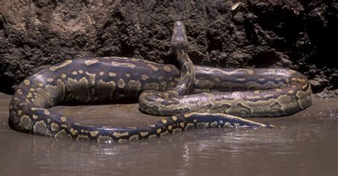 Top 10 Biggest Snakes In The World Az Animals