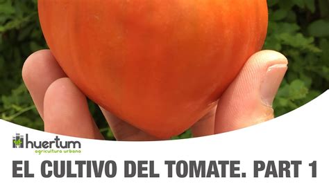 El Cultivo Del Tomate Part Huerto Urbano Huertum Youtube