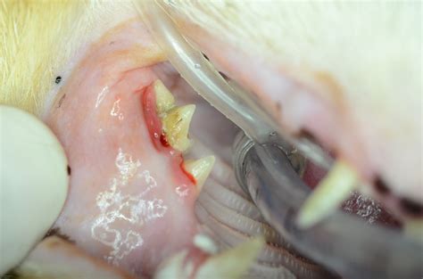 Does my cat have an oral squamous cell carcinoma? Your Pet Dentist Maxillary swelling in an old cat doesn't ...