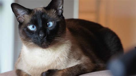 Get Free Stock Photos Of Cross Eyed Siamese Cat Online